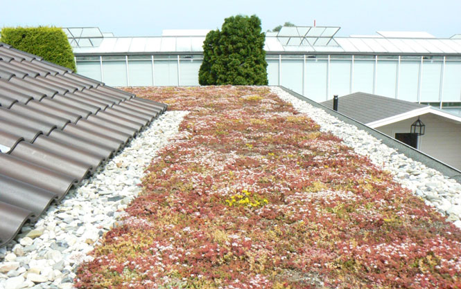 Rozchodníky na zelené střeše Urbanscape