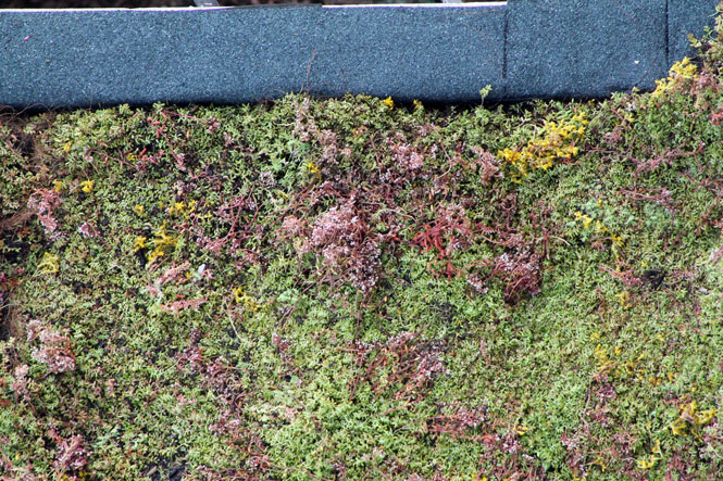 Rozchodníky na zelené střeše Urbanscape